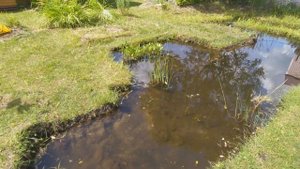 Пруд на шести сотках своими руками. Перекормил карася. Окунь.