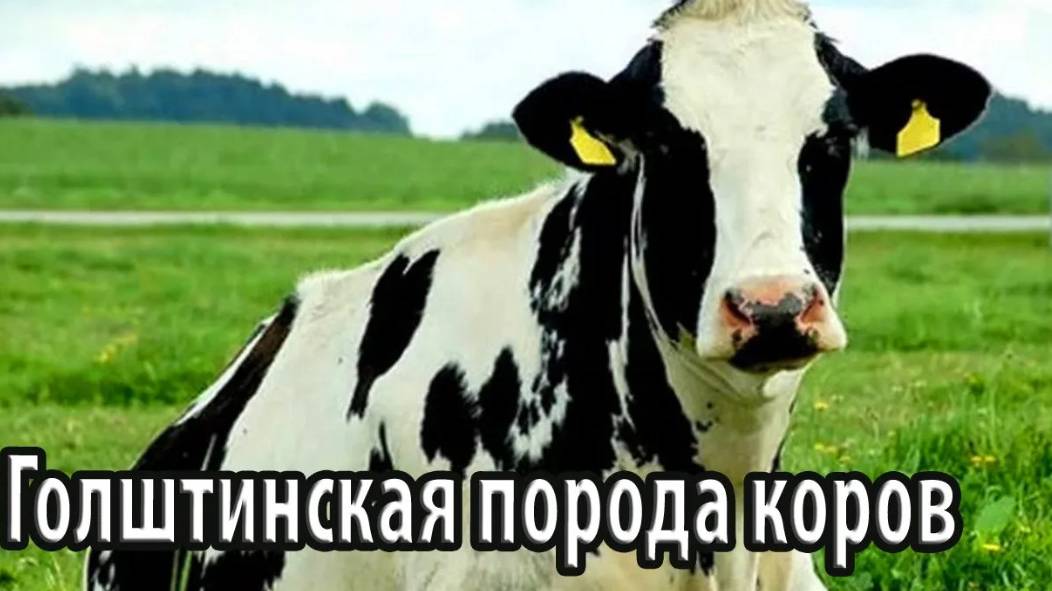 Голштинская порода домашних коров