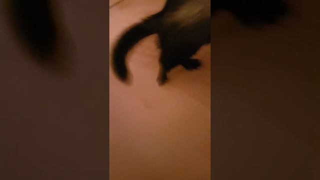 Хаха - хорек смотреть онлайн