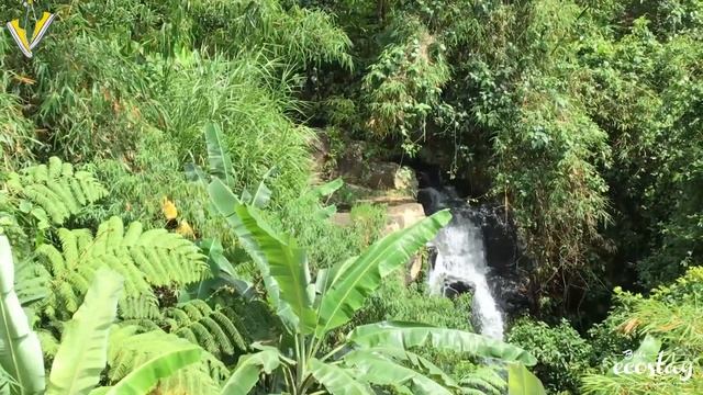 Bali Eco Stay Waterfall Bungalow смотреть онлайн