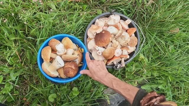 СБОР БЕЛЫХ ГРИБОВ В ЛЕСУ