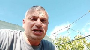 Как сохранить лозу винограда если она не вызрела и ещё зеленая