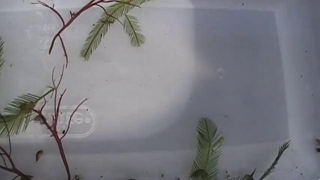 Reef Amphipods: Great Grazers смотреть онлайн