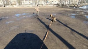 Защитный раздел (Раскусывание щенка). 1 занятие. Возраст 4 месяца