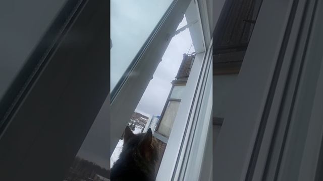 Тима и Шуня ловят птиц смотреть онлайн