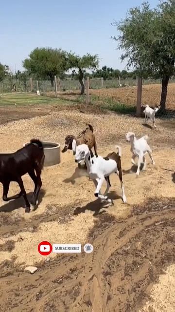 special top quality bakraa 9828240163,8239491923 #farm #goatfarm #farmgoat #viral #farmgostloves смотреть онлайн