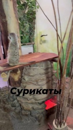 Сурикаты. Ижевский зоопарк