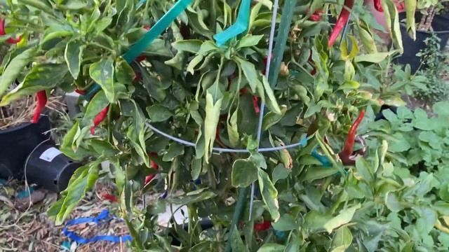 JAMAICAN YELLOW MUSHROOM PEPPER + Pepper and Tomato Garden Tour + December Garden Vlog