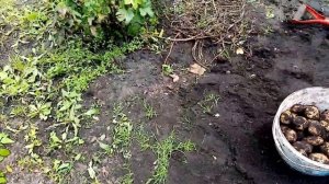 Урожай🥔🥔🥔 Картошки с СЫНОВОЙ Грядки№2.👍👍👍.  Копает 🥔🥔🥔Картофель на Грядке№3.🌞.  29. 08. 2023💖г.