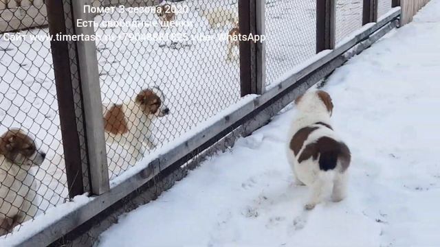 sale продажа ПОМЕТ З сезона 2020 дети СИТОРЫ и ИЛЮШИ +79048881825 viber whatsapp www.timertash.ru смотреть онлайн