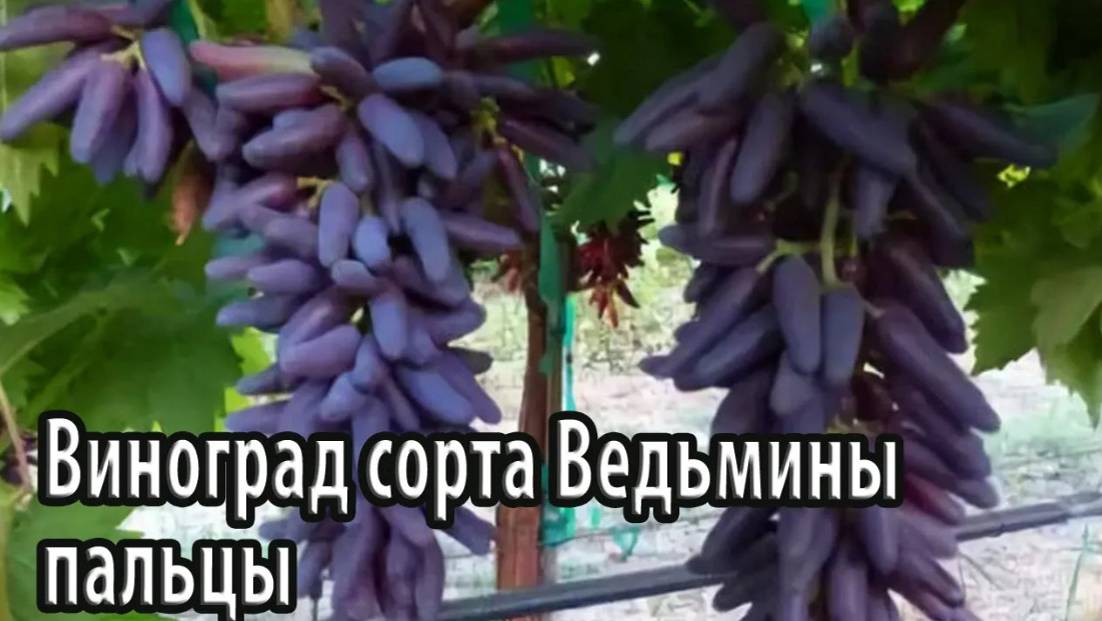 Виноград сорта Ведьмины пальцы