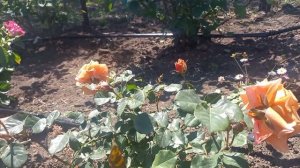 Роза японской селекции Цикада начало цветения 7 мая 2024 г.