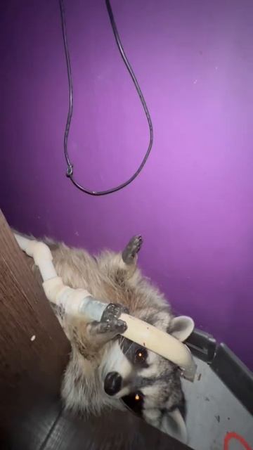 Енот залез под стол смотреть онлайн