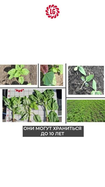 🌻 Ложная мучнистая роса ситуация #limagrain #селекция #гибриды #лимагрен #подсолнечник #посевы #лмр