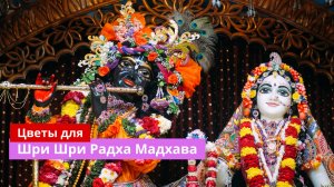 Цветы для Шри Шри Радха Мадхавы