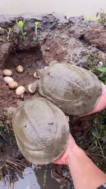 Turtle eggs смотреть онлайн