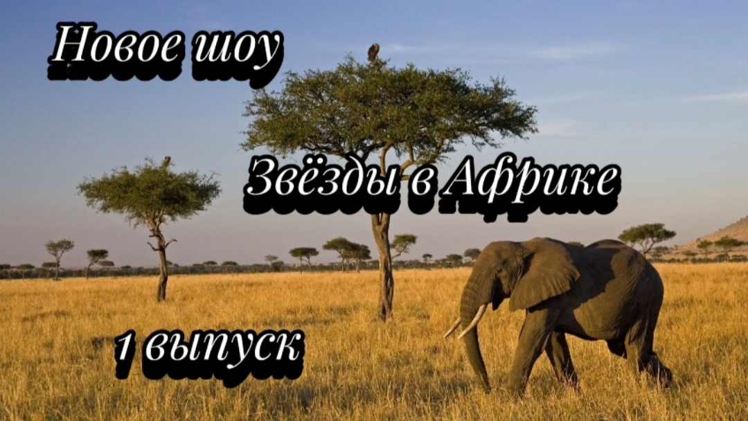 Новое шоу.Звёзды в Африке 1 выпуск .