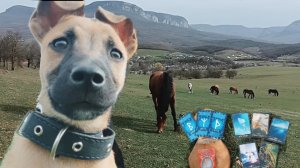 Прогноз на апрель 2025,благословения и знаки всем кто посмотрит это видео, Киви подружился с табуном