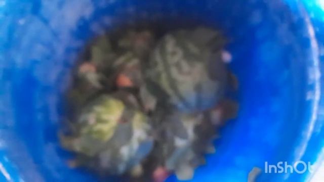 салений арбуз  бочкага тарвуз тузлаш смотреть онлайн