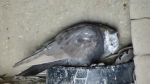 ГОЛУБИ ТАДЖИКИСТАН ИСФАРА PIGEONS OF TAJIKISTAN ISFARA 2025