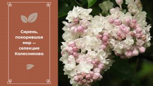 Сирень, которая покорила весь мир. Наследие Леонида Колесникова