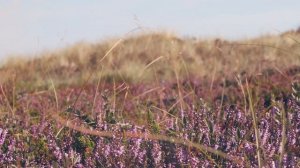 Медитация на исцеление с цветами Баха