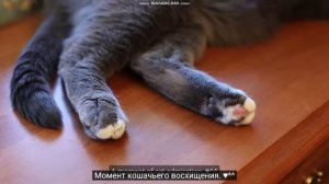 Our Cottage Life. Искусство неспешной жизни. Приготовление персикового пирога и вышивание