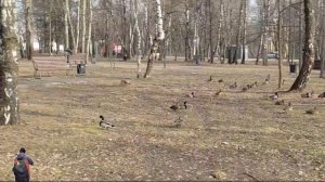 Высший пилотаж ... КРЯКВ