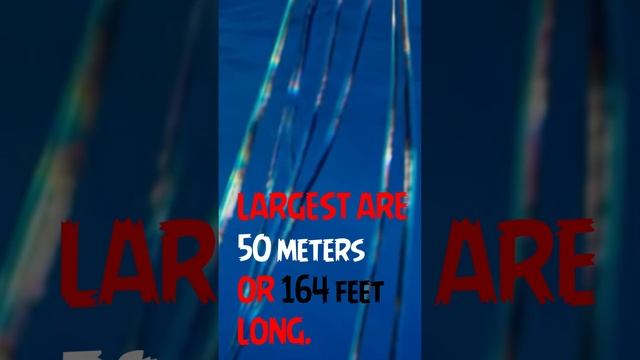 DID you know this SEA MONSTROSITY shoots TENTACLES in its victims?