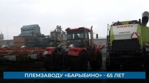 Племзаводу «Барыбино» - 65 лет