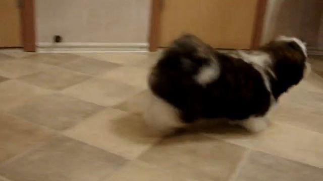 Элегантный Бантик Штеффи 1 смотреть онлайн