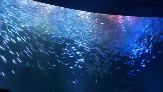 名古屋港水族館　マイワシのトルネード　クリスマスバージョン　#名古屋港水族館 #マイワシのトルネード