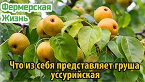 Что из себя представляет груша уссурийская
