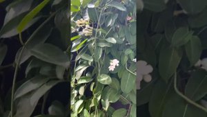 Hoya Magnifica flowering