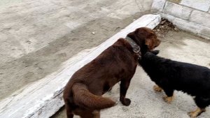 Первый сэкс у Пэкса