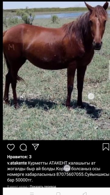 Лошадь украли прамь с Уюра в Ауле средняя цена 500 000 550 000 тысячи тенге я не знаю куда смотрят смотреть онлайн
