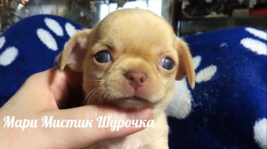 С 1 апреля ))) Знакомьтесь - это Шурочка ))) #щенкичихуахуа #продаю_щенков_чихуахуа 89215950848