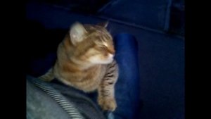 Мучаю кошку