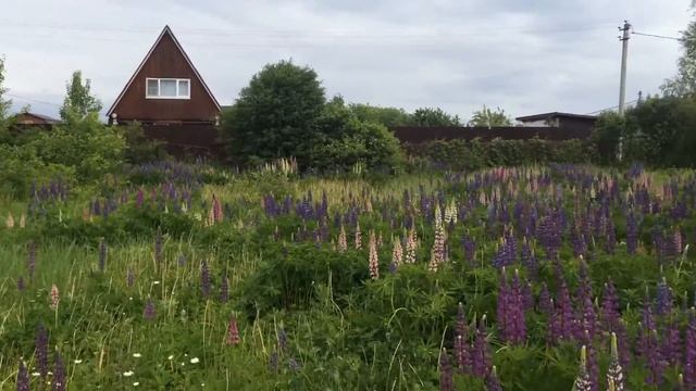 Дача д. Большие Горки СНТ Горки смотреть онлайн