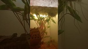 Нерест Гурами. Гурами самец строит гнездо