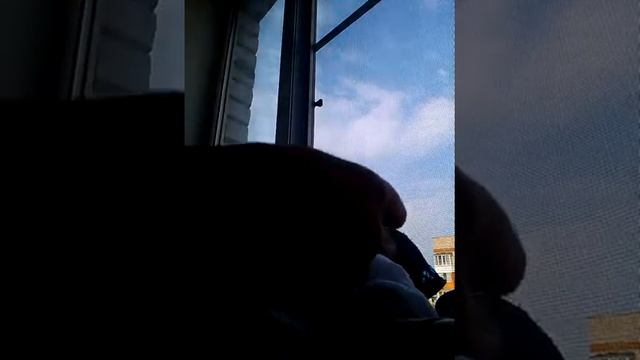 Утро алисы .Алиса обслюнявила меня! смотреть онлайн