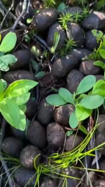 Гигантский заяц или карликовый лось? #накраюземли #поход #кольскийполуостров #мурманс смотреть онлайн