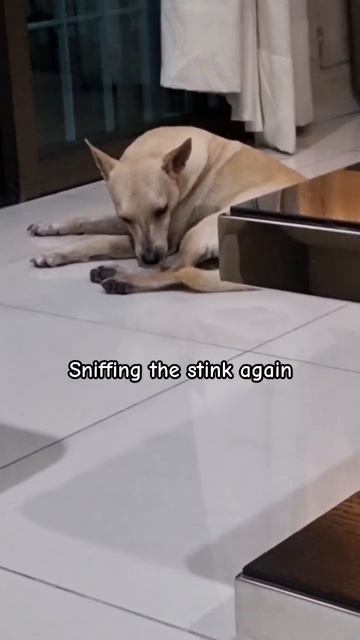 She hates washing her paws, now she knows how it smells #dog #pets #cutedog #doglover #youtubeshort