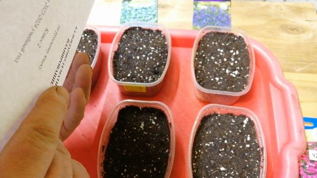 Январский посев и всходы своих семян лобелии сорта Голубая вспышка