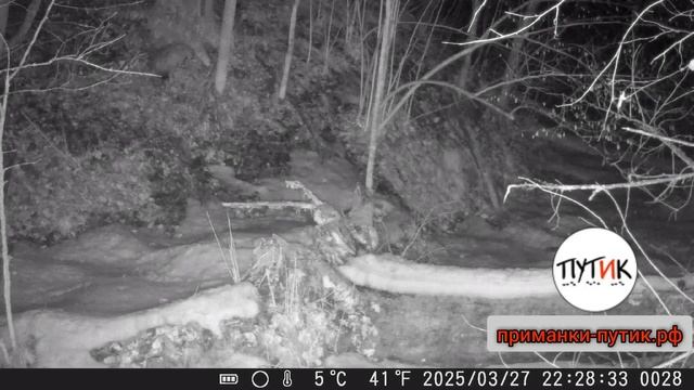 Приманка на барсука и медведя "Путик - Увалень" смотреть онлайн