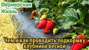 Чем и как проводить подкормку клубники весной