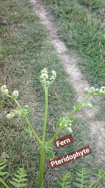 Fern | Pteridophyte | First vascular plants .