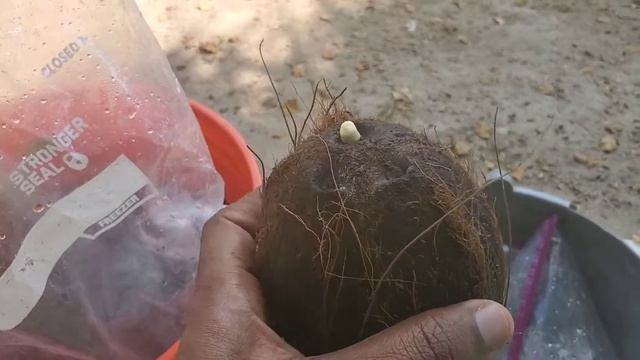 Growing Store bought coconuts | Seeding Coconuts. смотреть онлайн