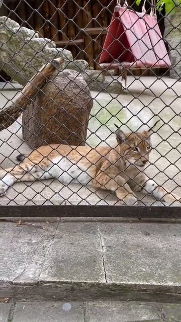 Рысь высматривает добычу/Moscow zoo смотреть онлайн