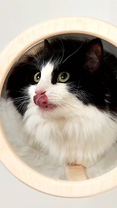 Любуемся на котиков 😻   прыгающих по котодромам